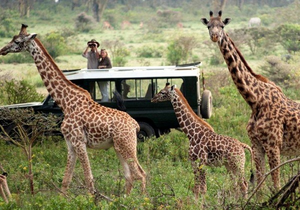 Giraffes